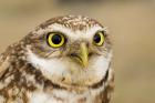 Burrowing owl, Nicola Valley, British Columbia