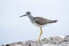 Lesser yellowleg bird, Stanley Park, British Columbia