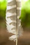 Barred owl feather, Stanley Park, British Columbia
