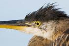 Great blue heron, Boundary Bay, British Columbia