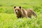 Grizzly bear, Sacred Headwaters, British Columbia