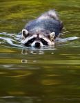Common Raccoon, Stanley Park, British Columbia