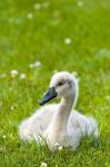 Mute swan cygnet, Stanley Park, British Columbia