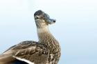 Mallard bird, Stanley Park, British Columbia