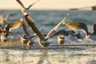 Mew gulls, Stanley Park, British Columbia