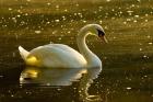 Mute swan, Stanley Park, British Columbia