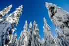 Snow-laden forest, Seymour Mountain, British Columbia