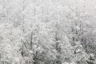 Snow-covered trees, Stanley Park, British Columbia