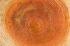 Tree rings, Stanley Park, British Columbia