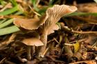 Mushroom, Fungi, Stanley Park, British Columbia