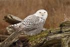 Canada, British Columbia, Boundary Bay, Snowy Owl