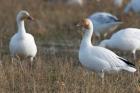 British Columbia, Westham Island, Snow Goose bird