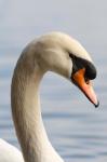 British Columbia, Vancouver, Mute Swan bird