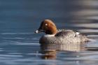 Common Goldeneye Hen, Vancouver, British Columbia, Canada