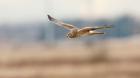 British Columbia Boundary Bay, Northern Harrier bird