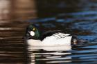 British Columbia, Vancouver, Common Goldeneye duck