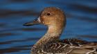 Northern Pintail Hen, George C Reifel Migratory Bird Sanctuary, Westham Island, British Columbia, Canada