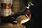 Wood Duck Drake, George C Reifel Migratory Bird Sanctuary, Westham Island, British Columbia, Canada