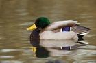 Mallard Drake, George C Reifel Migratory Bird Sanctuary, Westham Island, British Columbia, Canada