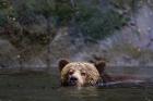 Canada, British Columbia Grizzly bear swimming