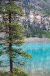Pine tree, Moraine Lake, Banff National Park, Canada