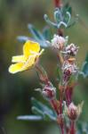 Ice crystals on flowers, Jasper National Park, Canada