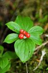 Temperate Rainforest Berries, Bramham, British Columbia