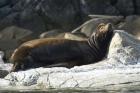 Sea Lions, Batley Island, Pacific Rim, British Columbia