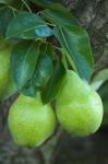 Bartlett Pear, Okanagan Valley, British Columbia, Canada, Na