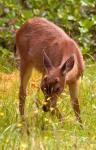 Sitka Black Tail Deer, Fawn Eating Grass, Queen Charlotte Islands, Canada