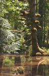 Rainforest and Swamp, Queen Charlotte Islands, Canada