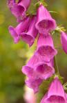 Fox Glove Blooms, Queen Charlotte Islands, Canada