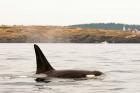 Canada, BC, Sydney Killer whale swimming in the strait of Georgia