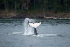 Canada, Vancouver Island, Sydney Killer whale slaps its tail