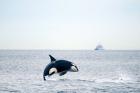 Canada, BC, Sydney, Strait of Georgia Killer whale breaching