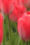 Tulips In A Garden 1, Victoria, Canada