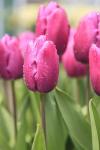 Tulips In A Garden 2, Victoria, Canada