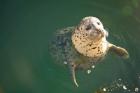 Harbor Seals, Oak Bay, Victoria, British Columbia