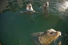 British Columbia, Victoria, Harbor Seals, Oak Bay