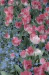 Spring Tulips of Red and White Color, Victoria, British Columbia, Canada