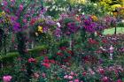 Rose Garden at Butchard Gardens In Full Bloom, Victoria, British Columbia, Canada