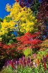 Autumn Color, Butchard Gardens, Victoria, British Columbia, Canada