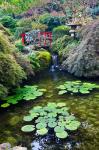 Red Bridge, Autumn Color, Butchard Gardens, Victoria, British Columbia, Canada