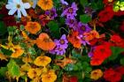 British Columbia, Victoria, Flowerbox on House boats