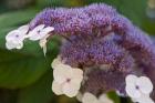 Hydrangea Bloom at Dr Sun Yat-Sen Chinese Garden