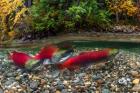 British Columbia, Adams River Sockeye Salmon Split Shot