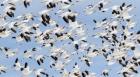 British Columbia Reifel Bird Sanctuary, Snow Geese Flock In Flight