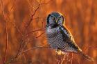 British Columbia Northern Hawk Owl Perched On Blueberry Bush