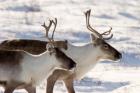 Caribou in Canada