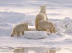 Polar Bear in Churchill